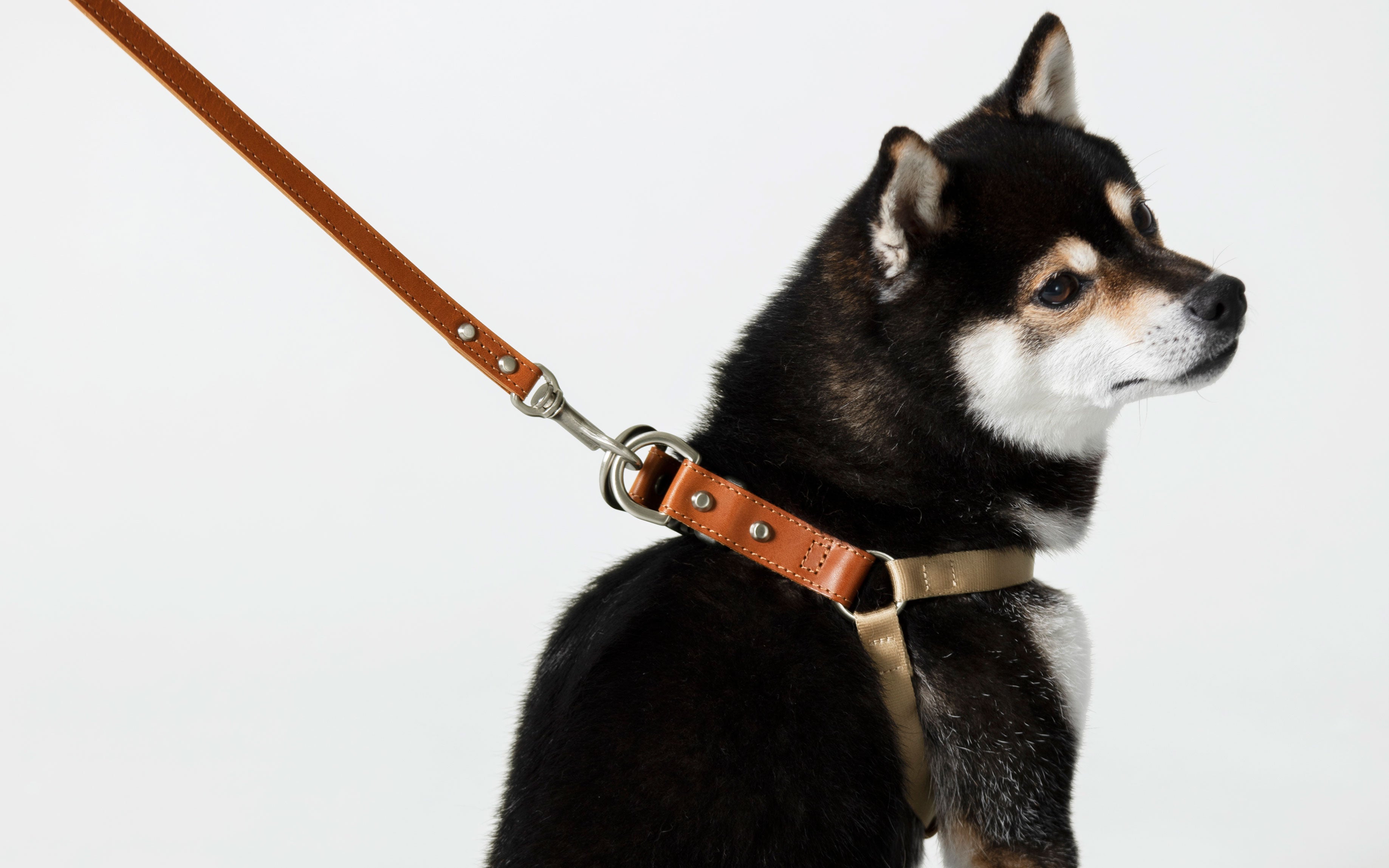 Japanese dog accessories best sale