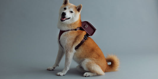 Premium Leather Pet Accessories