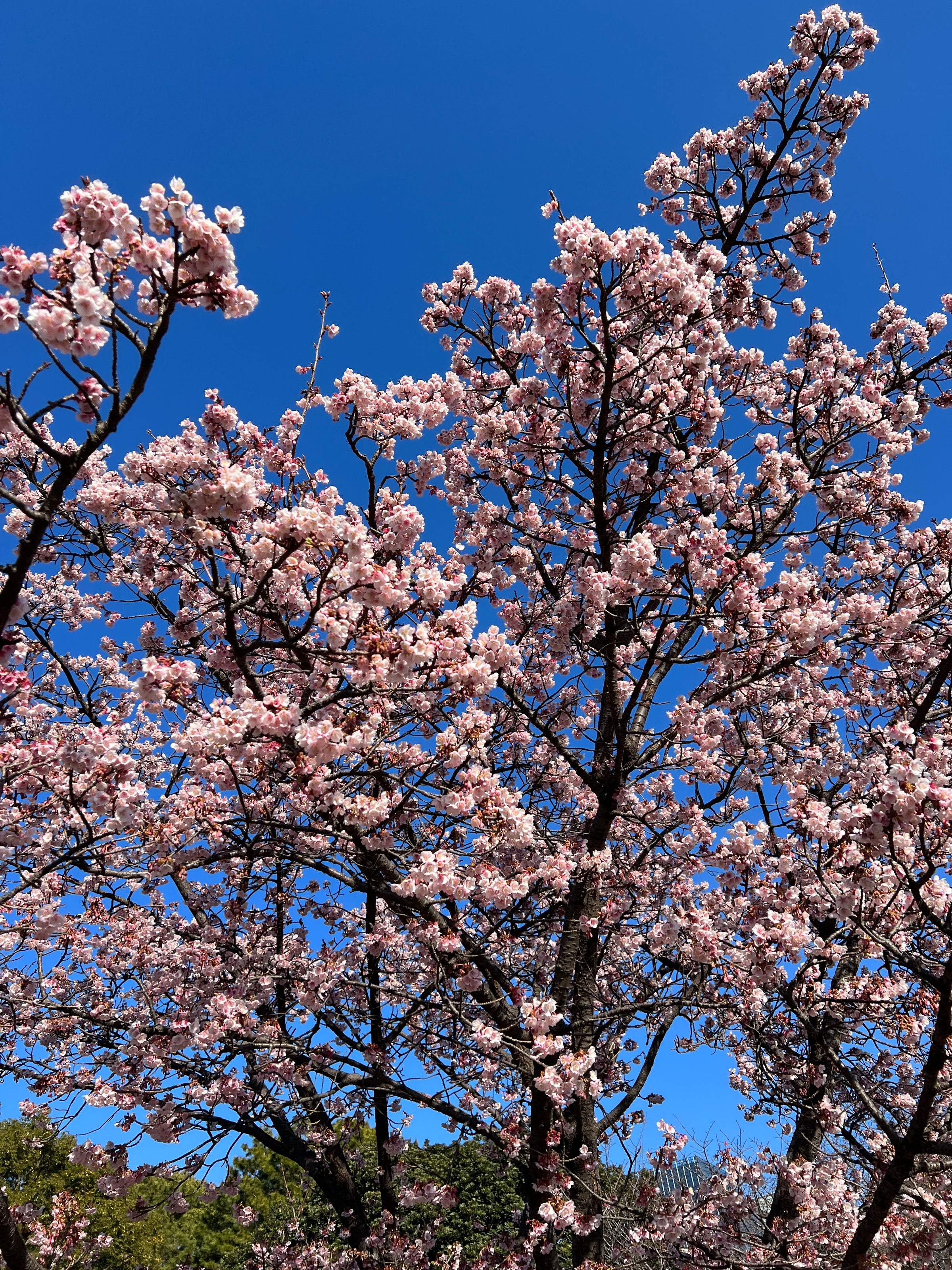 Shades of Blossoms