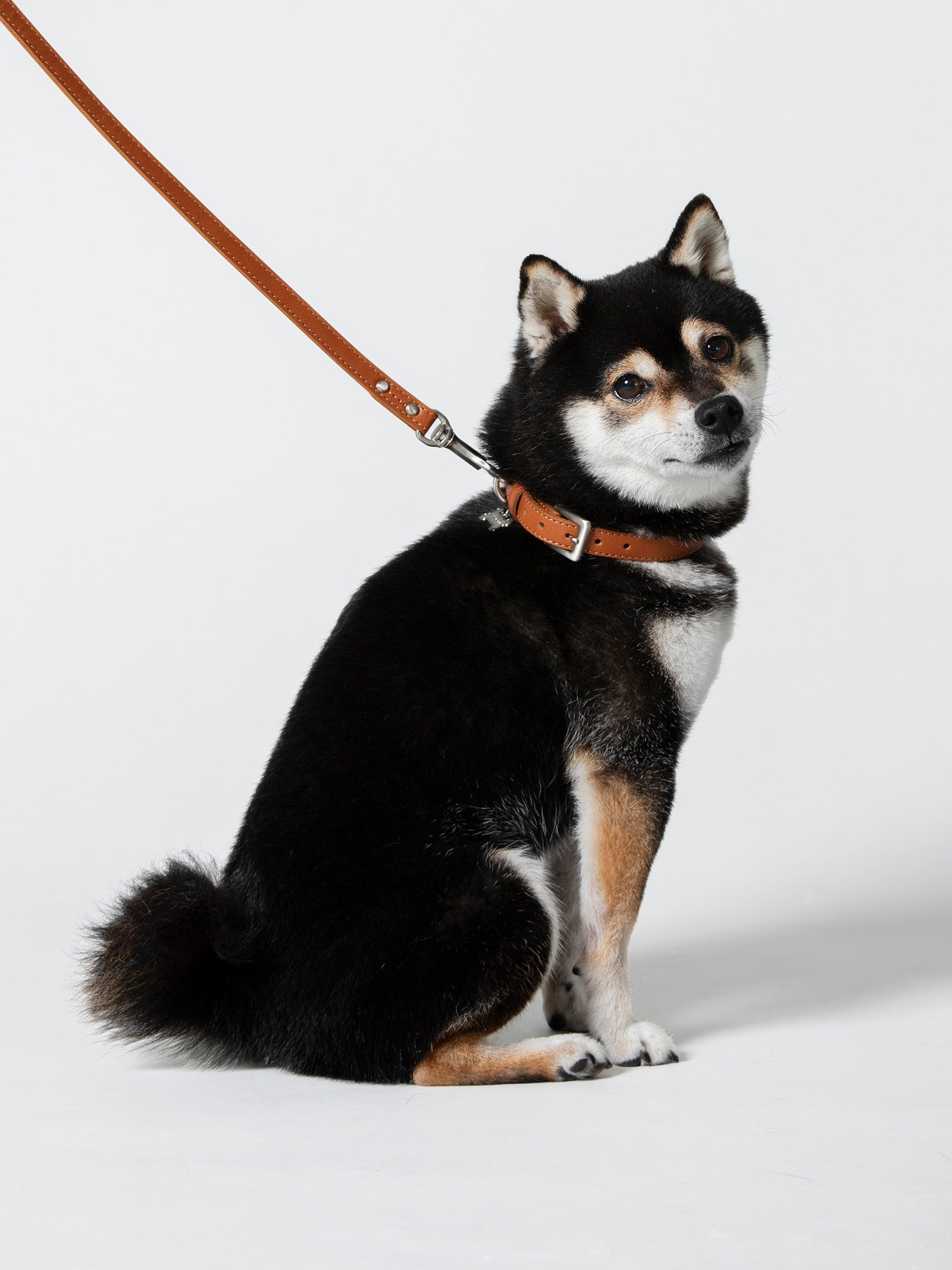 Leash Pet Collection –Timeless Leather Designs, Crafted in