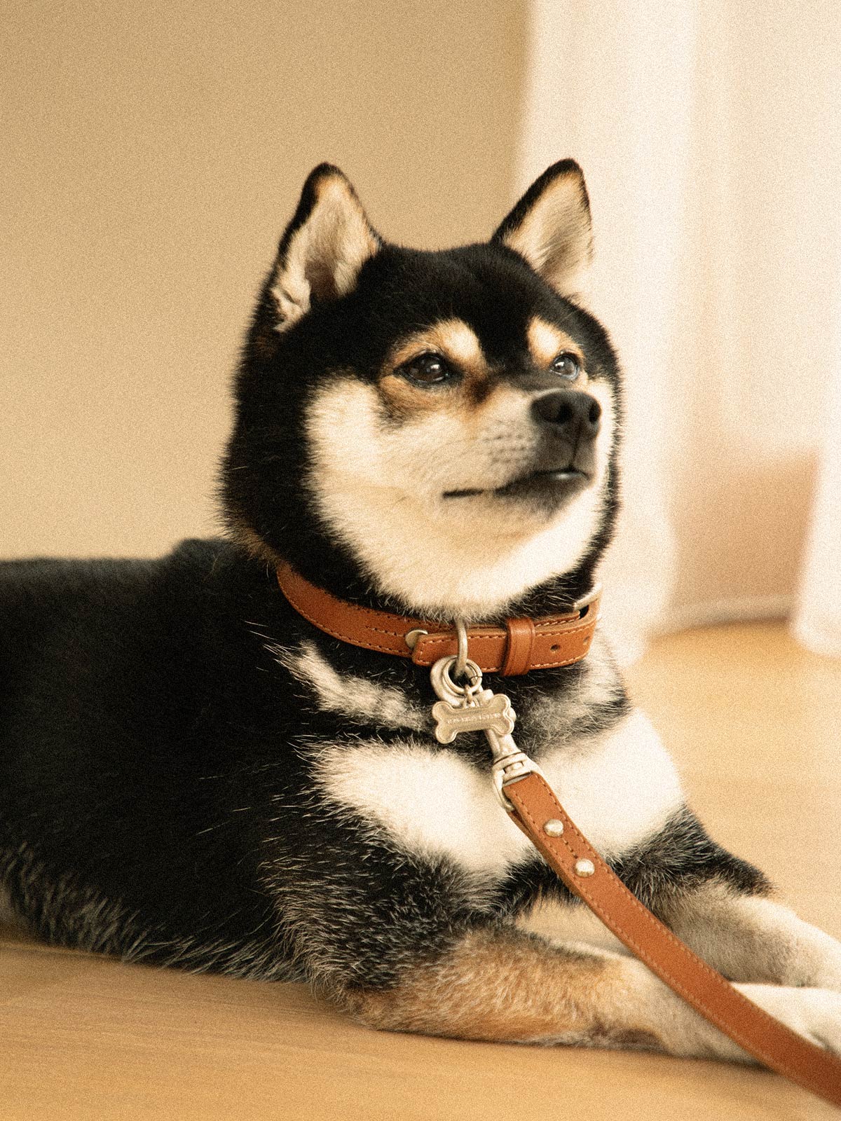 Premium Leather Pet Accessories | Tsuchiya Kaban –Timeless Leather