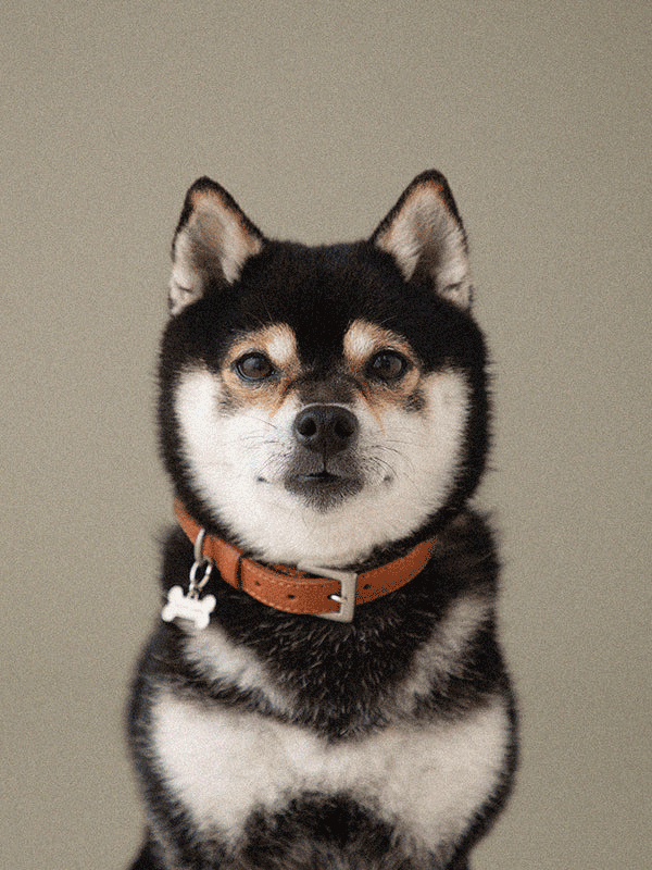 tk_pet_collar_01_1600x.gif?v=