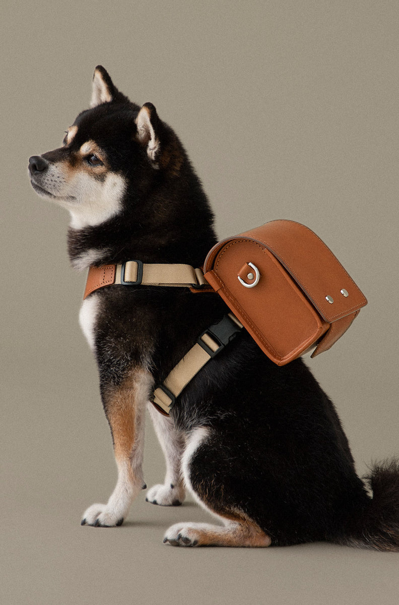 Pawsitively Purrfect Accessories That Your Pets Will Love